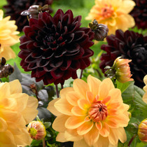 Dahlia Jolly Bumblebee