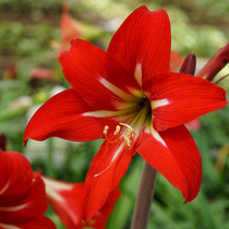 Amaryllis Sonatini Balentino