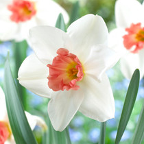 Narcissi Perfect Lady