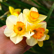 Narcissi Yazz