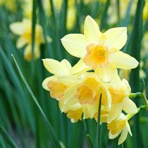Narcissi Blushing Lady