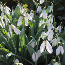 Galanthus Elwesii