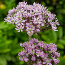 Allium Pink Jewel