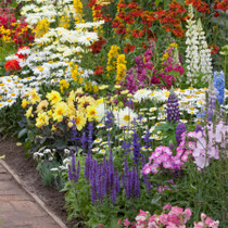 Spectacular Summer Flowering Perennials Collection