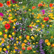 Irish Wildflowers For 'Damp Sites'