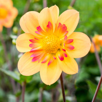 Dahlia Kelsey Annie Joy