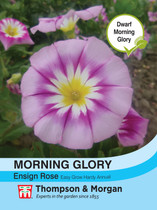 Morning Glory Ensign Rose