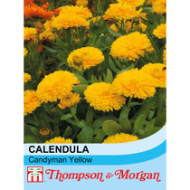 Calendula Candyman Yellow

