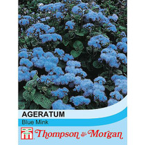 Ageratum houstonianum 'Blue Mink'