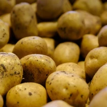 Christmas Seed Potato Charlotte