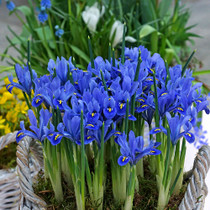Iris ‘Alida’ – sky-blue dwarf iris with gold markings and fragrance. Early bloomer in February, 15cm tall. Perfect for pots, rockeries, and naturalising. Shop now at Mr Middleton.