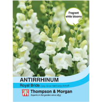 Antirrhinum Royal Bride
