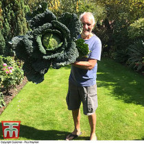 Cabbage Savoy Cordesa