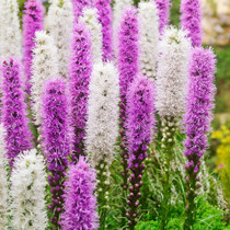 Liatris Butterfly Hub