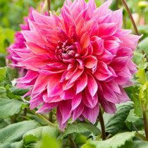 Dahlia Penhill Dark Monarch Dinner Plate