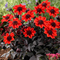 Dahlia Pulp Fiction (Bishop Series )