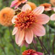 Dahlia Totally Tangerine Anemone Type
