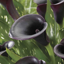 Calla Lily Black Forest