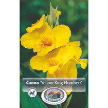 Canna Yellow King Humbert (OD)