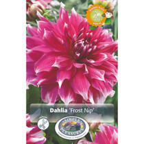 Dahlia frost Nip 