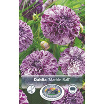 Dahlia Marble Ball  