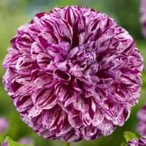 Dahlia Marble Ball