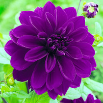 Dahlia Thomas Edison’ Dinner Plate