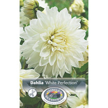 Dahlia White Perfection 