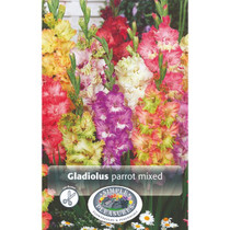 Gladiolus Parrot mixed 