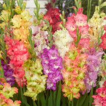 Gladiolus Parrot mixed