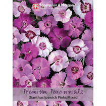 Dianthus Ipswich Pinks Mixed