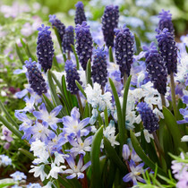Spring Garden Gems