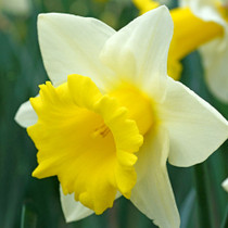 Narcissus ‘Cornish King’