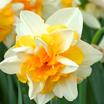 Narcissi Sweet Desire