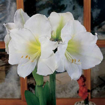 Amaryllis Christmas Gift