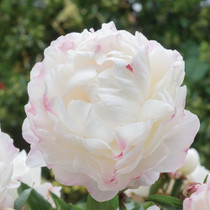 Paeonia lactiflora 'Gardenia'