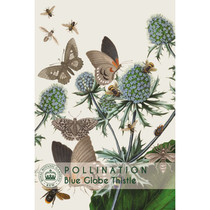Blue Globe Thistle - Kew Pollination Collection