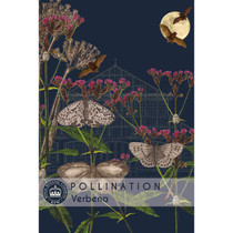Verbena - Kew Pollination Collection