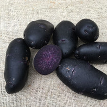 Purple Rain Seed Potatoes