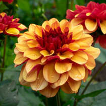 Dahlia ‘crème De Cognac’