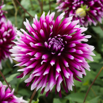 Dahlia Cactus Alauna Clair-obscur