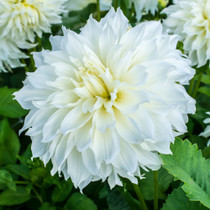 Dahlia ‘Fleurel’
