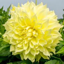Dahlia ‘Kelvin Floodlight’