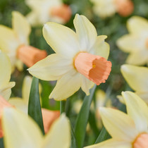 Narcissi Carice