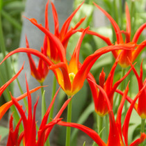 Tulip Go Go Red Lily Flowered