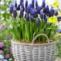 Patio Muscari Latifolium 