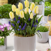 Patio Tulip Sunny