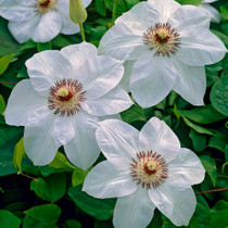 Clematis Miss Bateman Climber