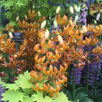 Lilium sunny Morning