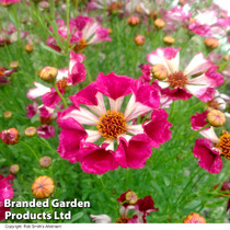 Coreopsis Incredible Sea Shells Mix